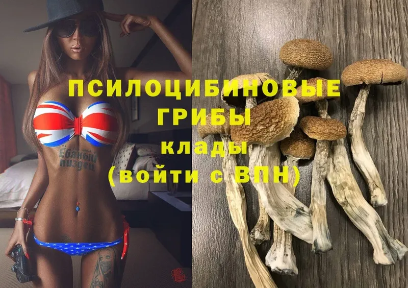 Псилоцибиновые грибы Psilocybe  Злынка 